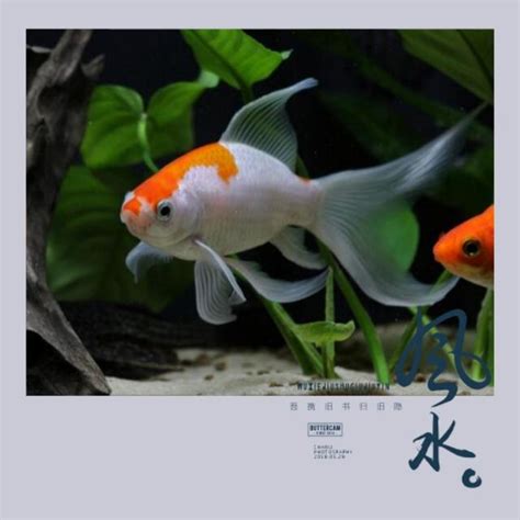 風水養魚|魚缸千萬別這樣擺！養魚風水5大重點